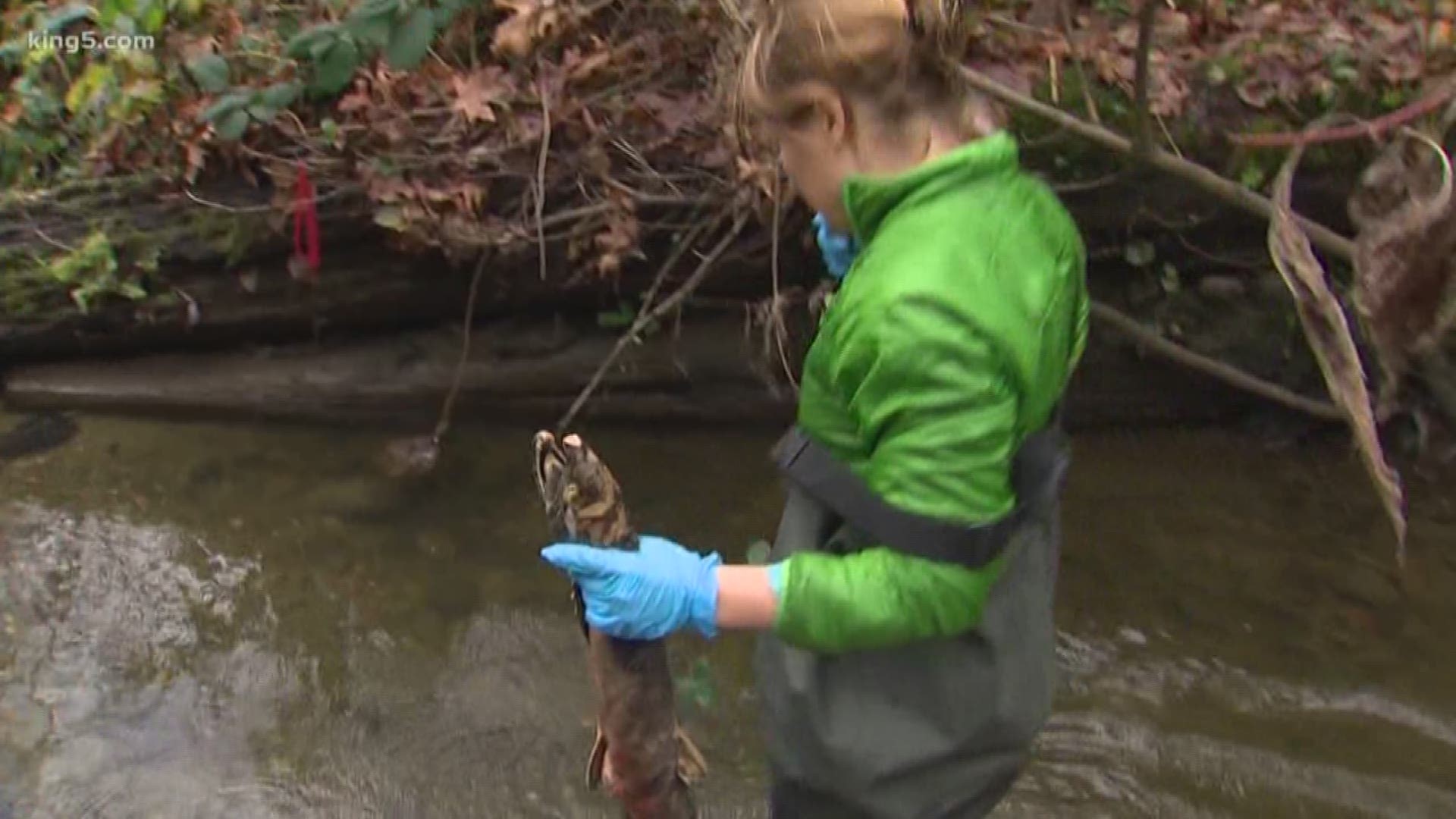 Crews are monitoring local streams to see how all of the salt used to clear snowy roads will affect salmon. KING 5 Environmental Reporter Alison Morrow traveled to one of Seattle's most polluted creeks to show us the biggest concerns.