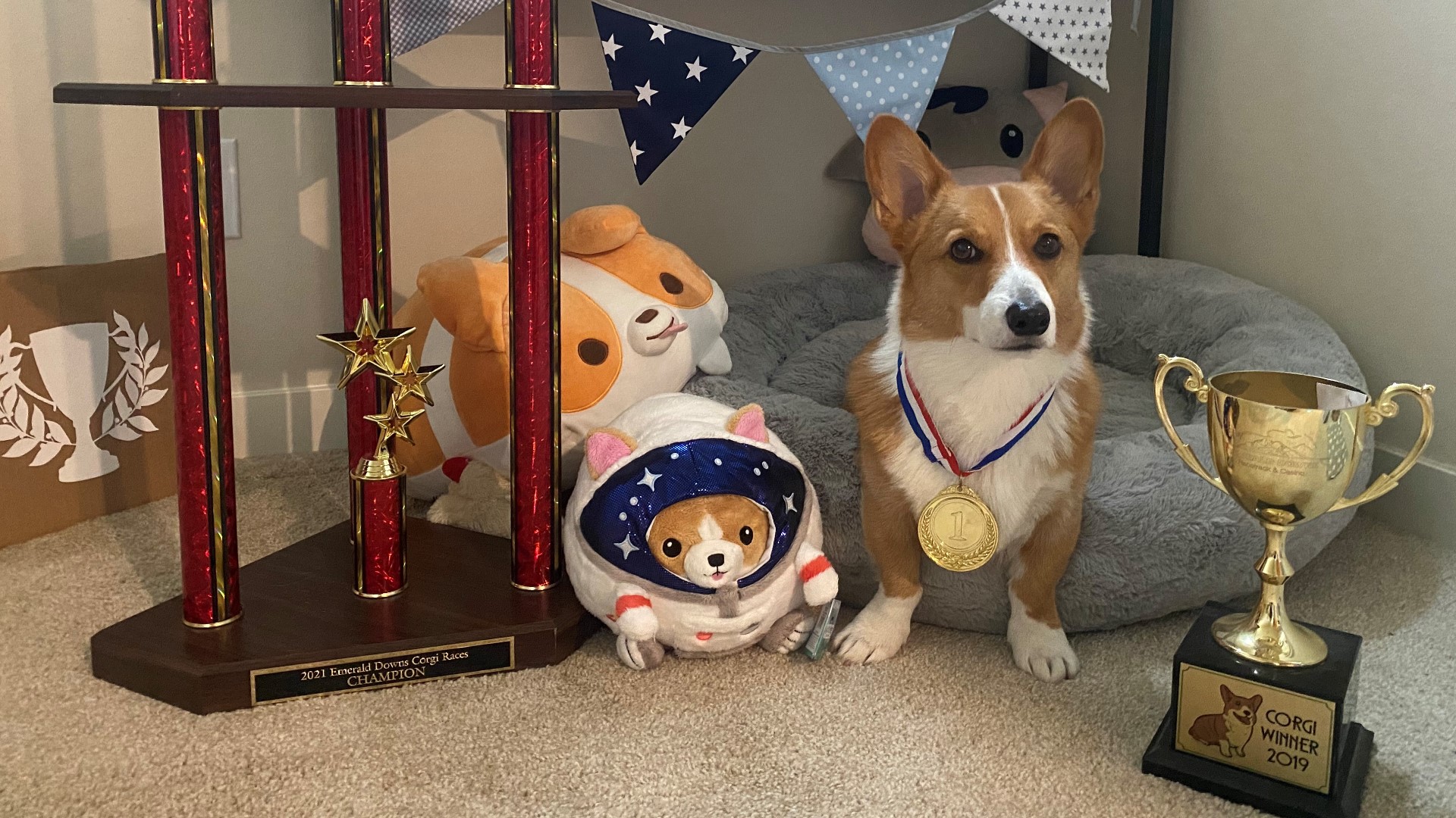 Five year old Angus from Auburn took home the gold at the 2019 and 2021 Emerald Downs Corgi races. #k5evening