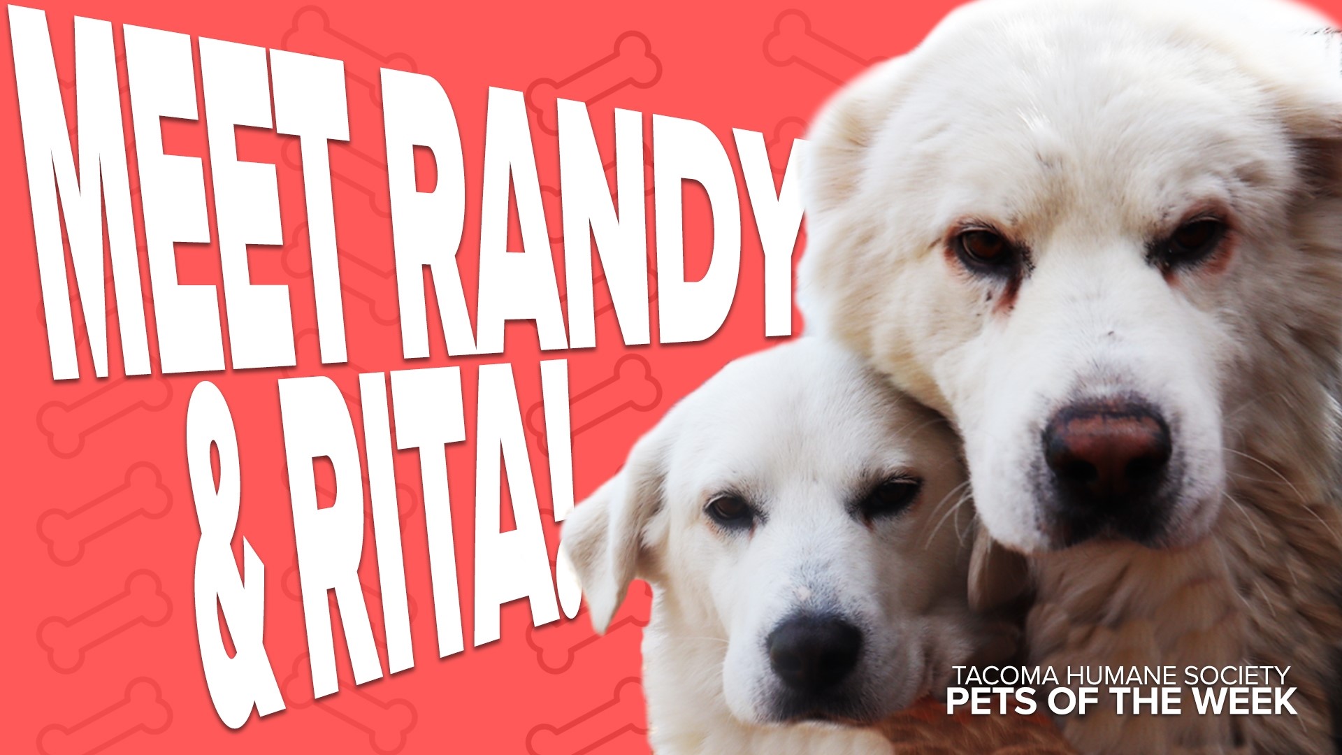 This week's featured adoptable pets of the week are Randy and Rita!
