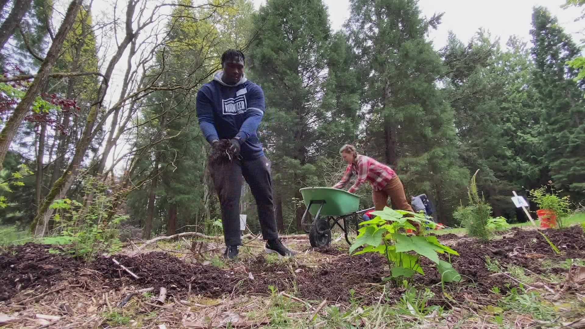 New Seahawks Charles Cross, Dareke Young and Shamarious Gilmore volunteered at North SeaTac Park on Friday.