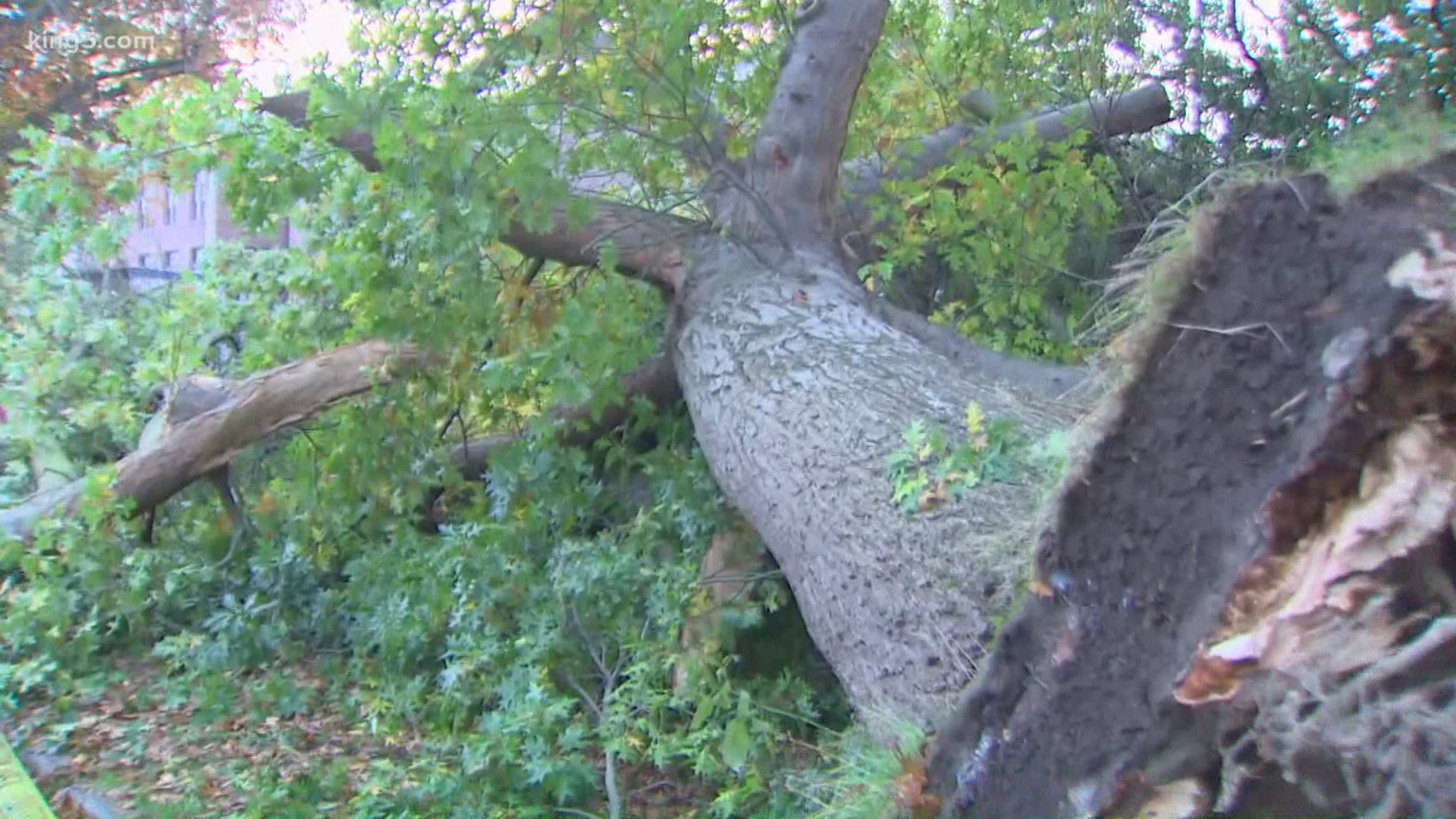 The giant tree is over 100 years old and fell shortly after a man and his son were playing nearby.