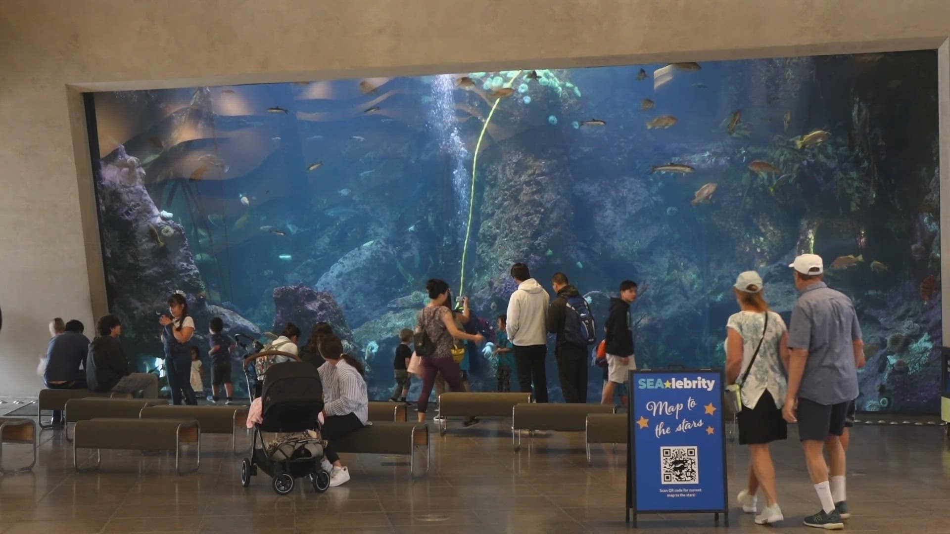 Seattle Aquarium celebrates World Ocean Day as conservation efforts ...