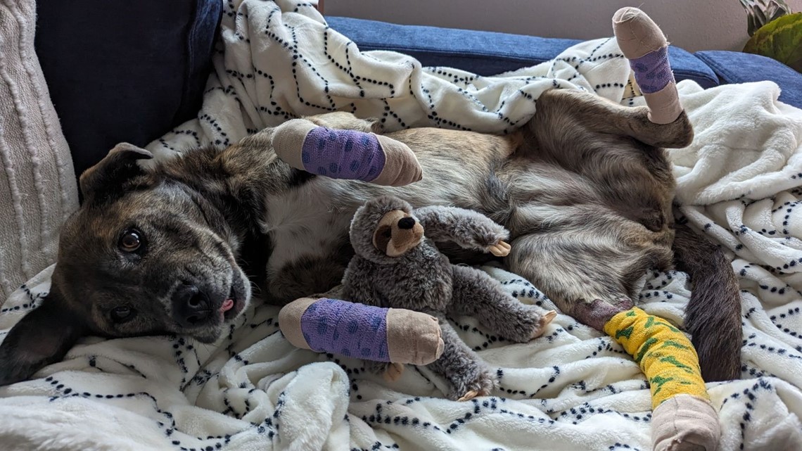 Lawsuit filed against Seattle's The Dog Resort after lost dog - Vimarsana News