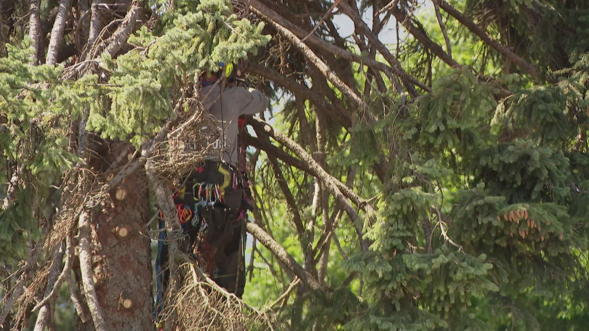Leavenworth is losing two iconic Christmas trees, but their story isn't ...