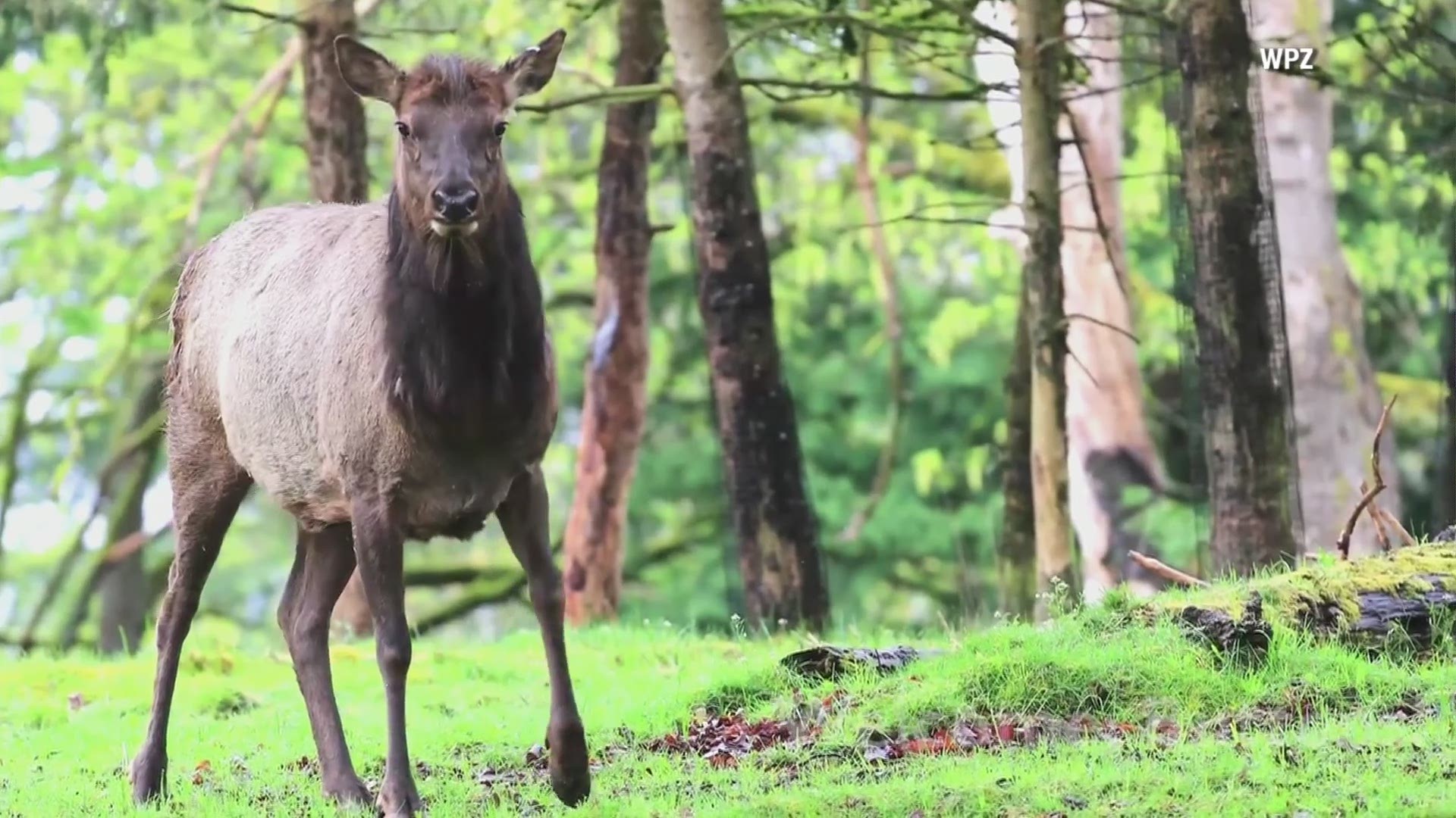 Buttons the elk debuts at Woodland Park Zoo. Video provided by the zoo.