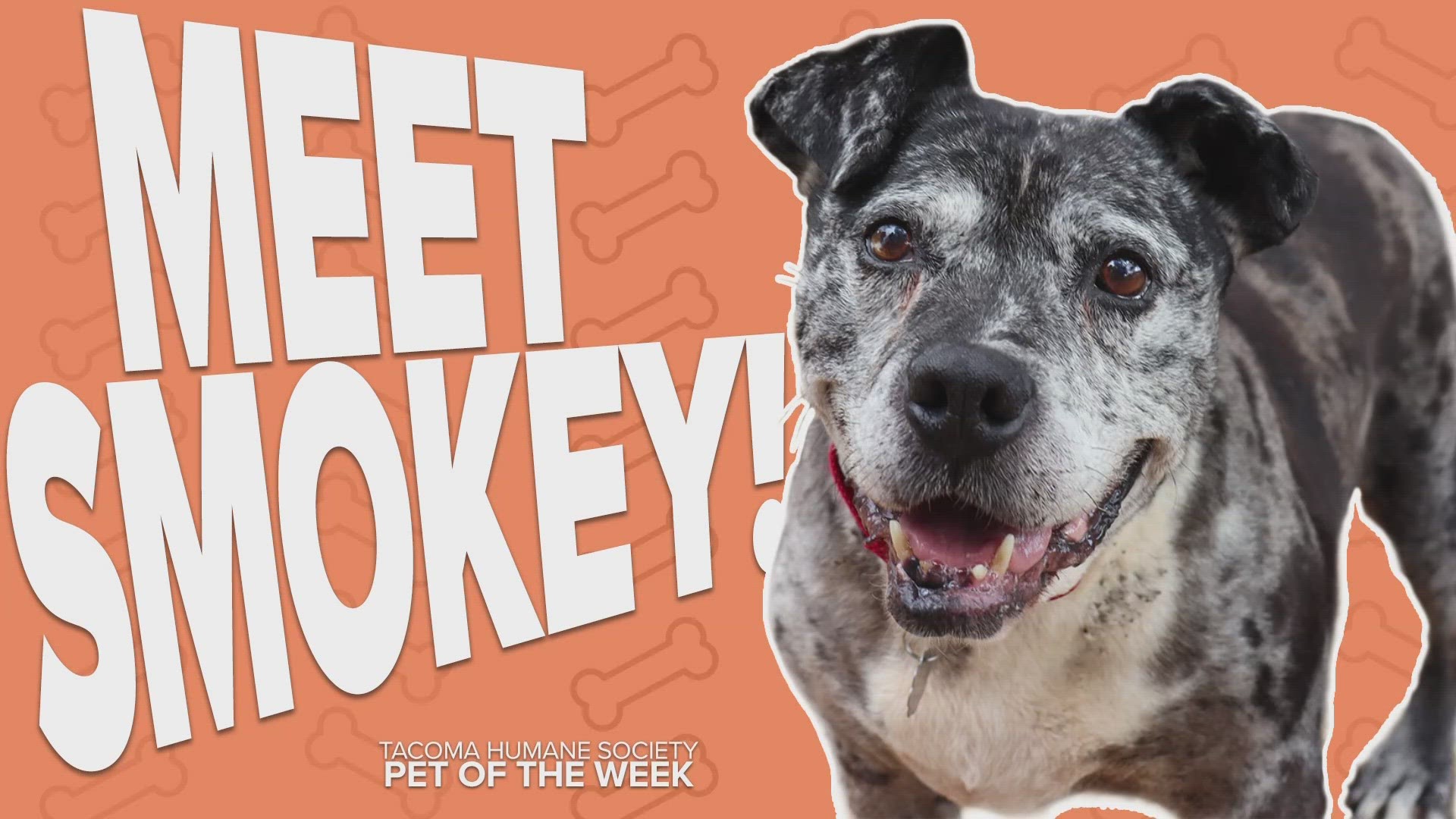 This week's featured adoptable pet is Smokey!
