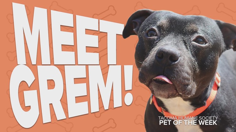 Pet Rescue of the Week: Grem