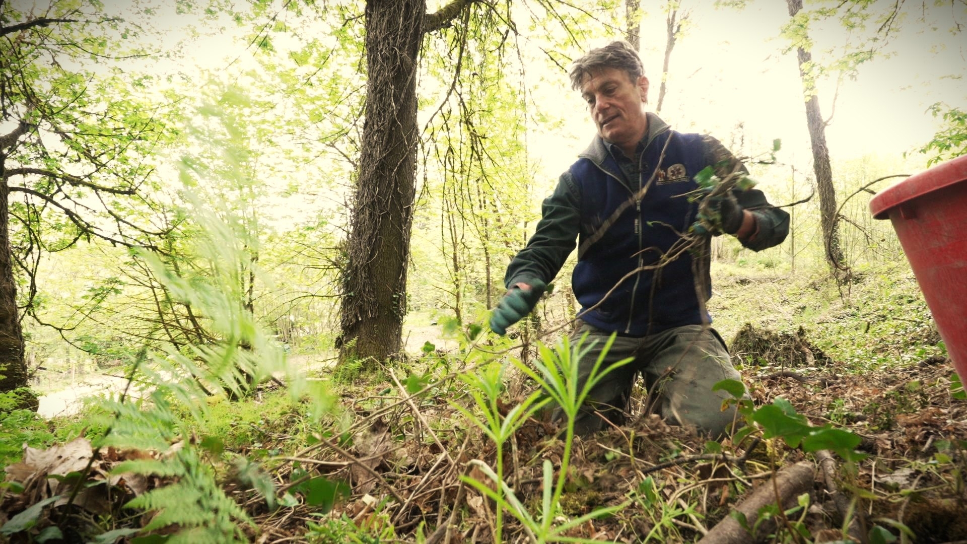 Olympia Ecosystems is reclaiming urban forests and wetlands. #k5evening