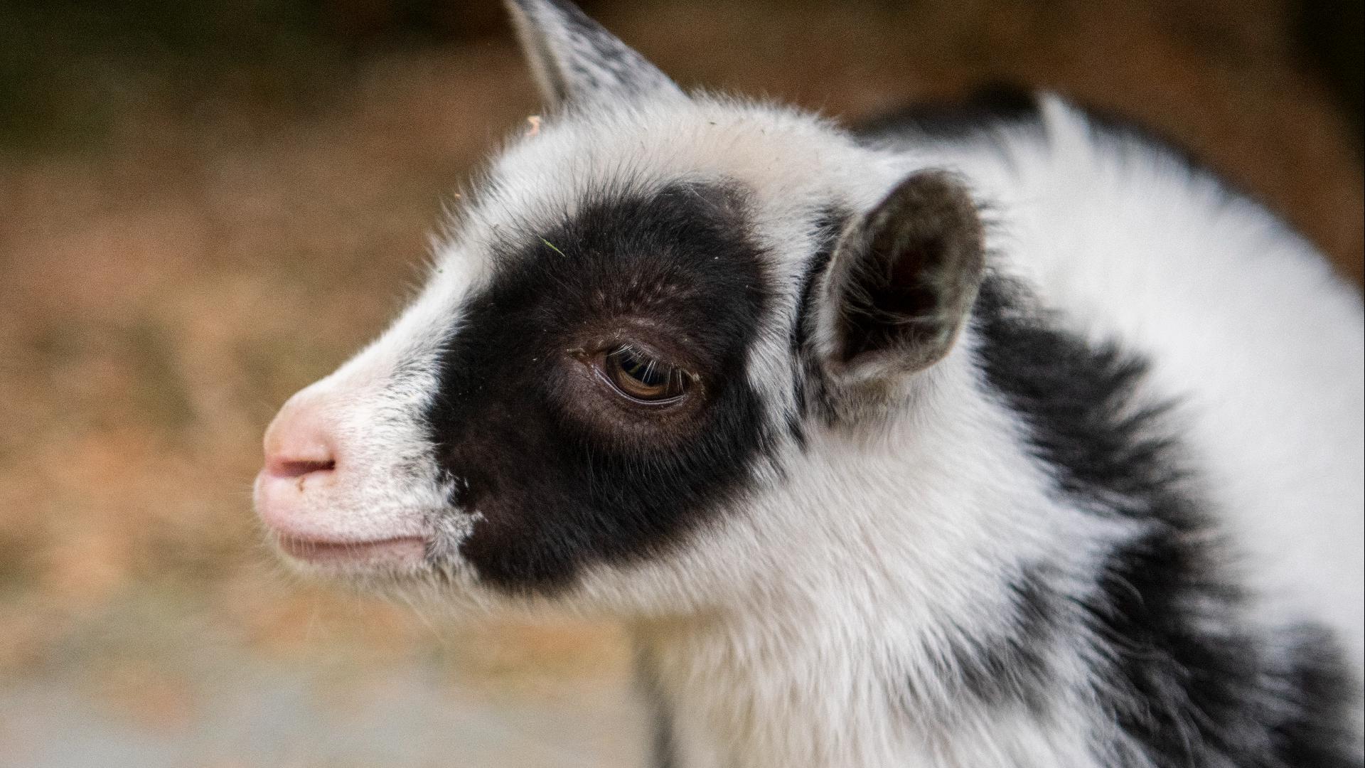 7 new baby goats at Tacoma's Point Defiance Zoo & Aquarium | king5.com