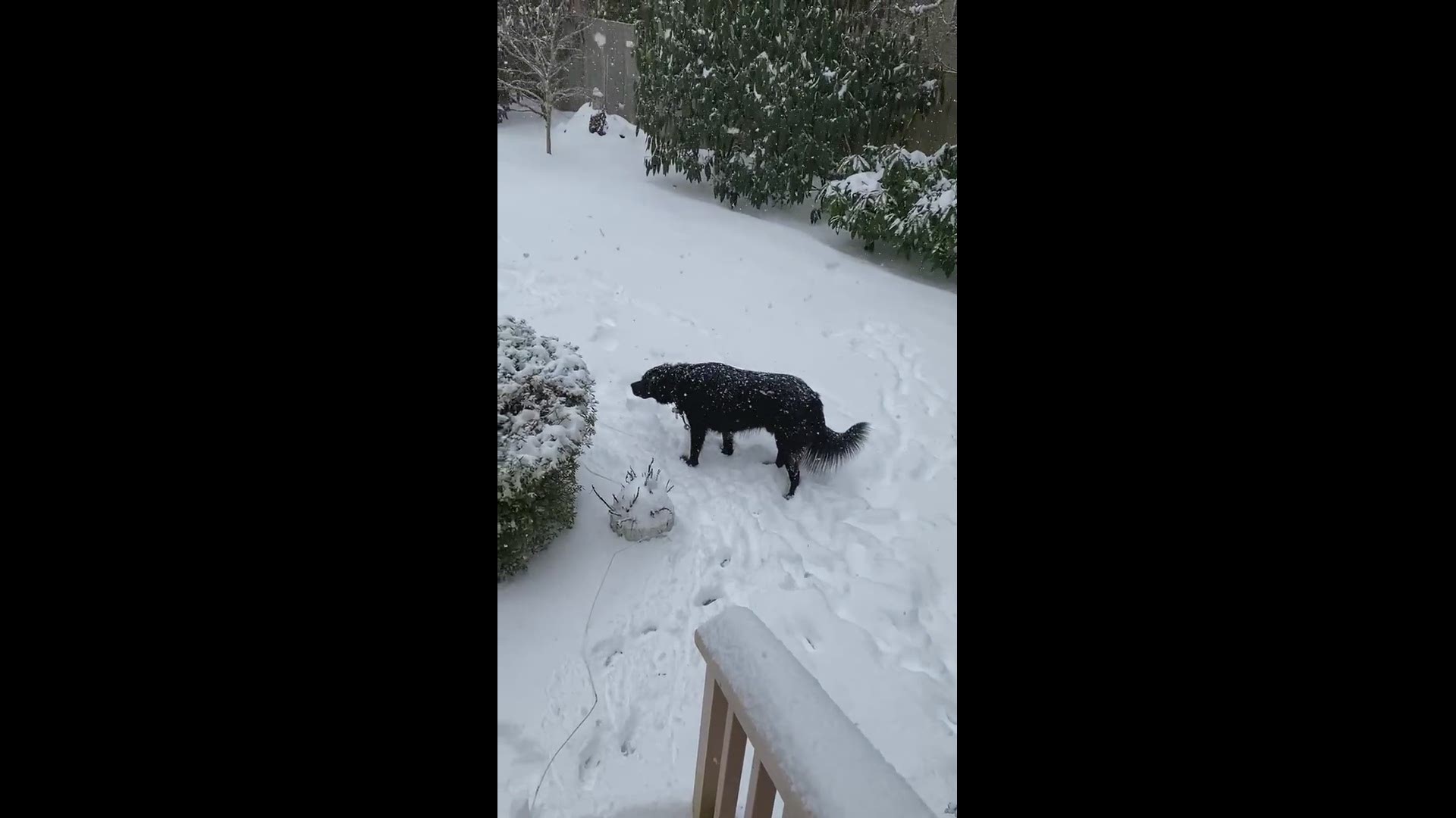Boone My Lab Retriever Playing In The Snow King5 Com