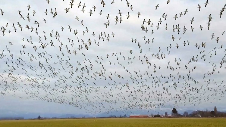 KING Question: Is it legal to hunt migrating snow geese in Skagit Valley?