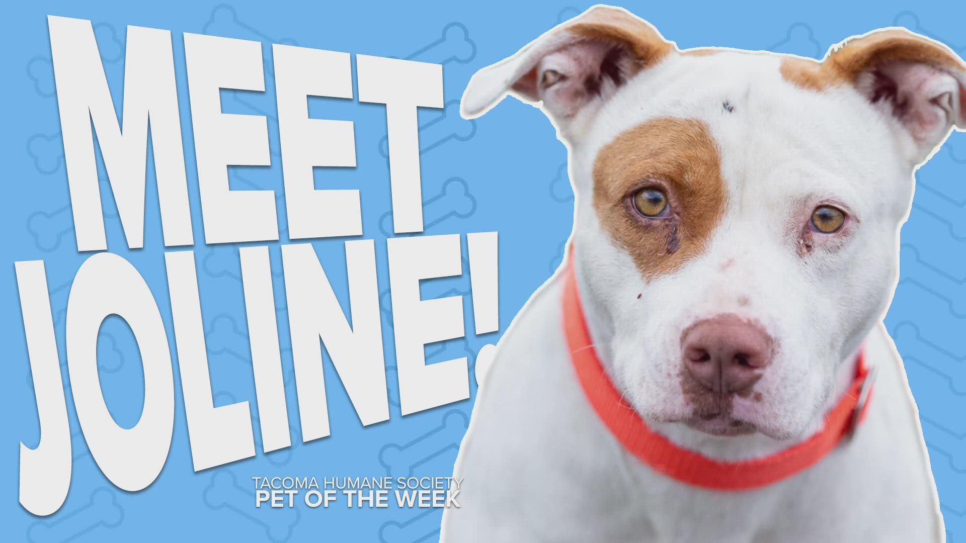 This week's featured adoptable pet is Joline!