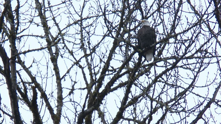 Skagit River Bald Eagle Interpretive Center Offers Seasonal Hikes ...