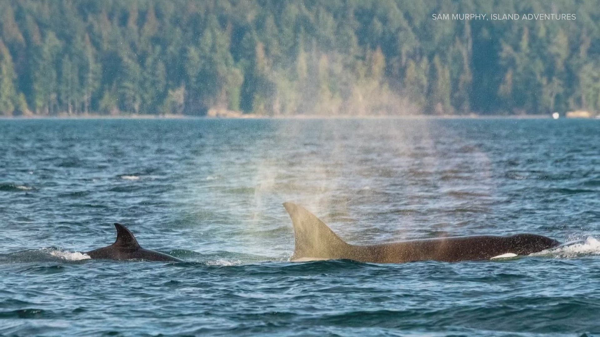 The Pacific Whale Watch Association says it saw great progress with 'sentinel alerts,' notifying vessels when whales are nearby so they can move or slow down.