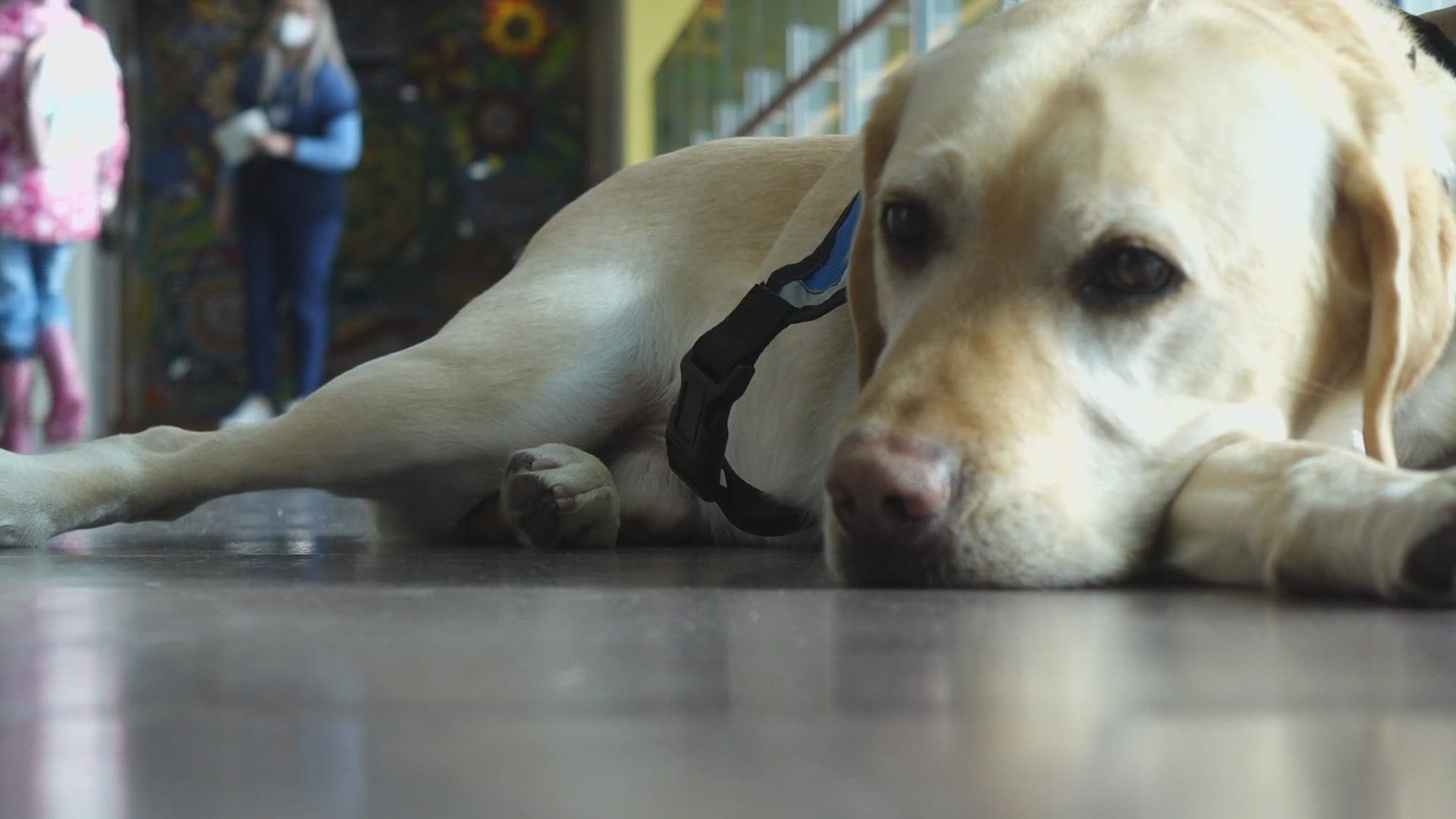Olaf the 5-year-old Labrador is playing an important role on campus.