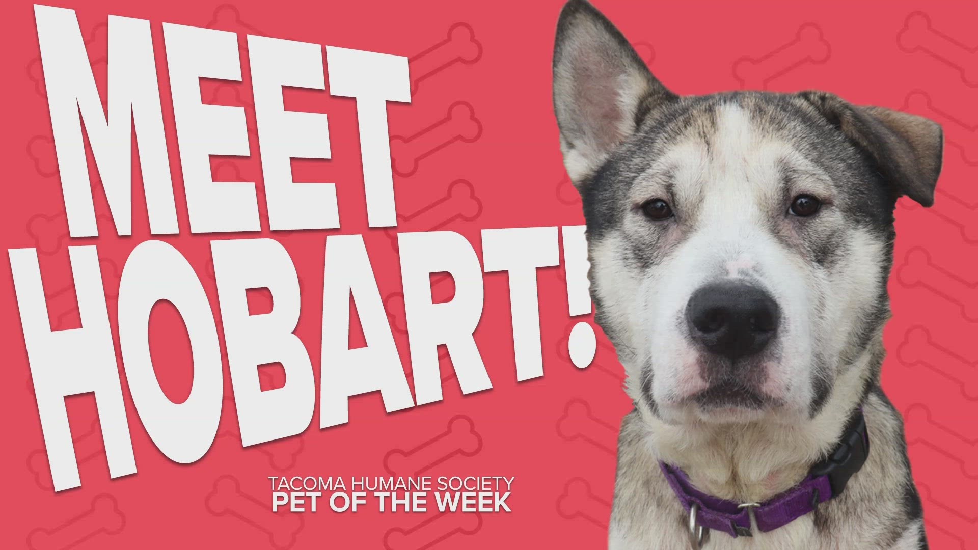 Pet Rescue of the Week Hobart