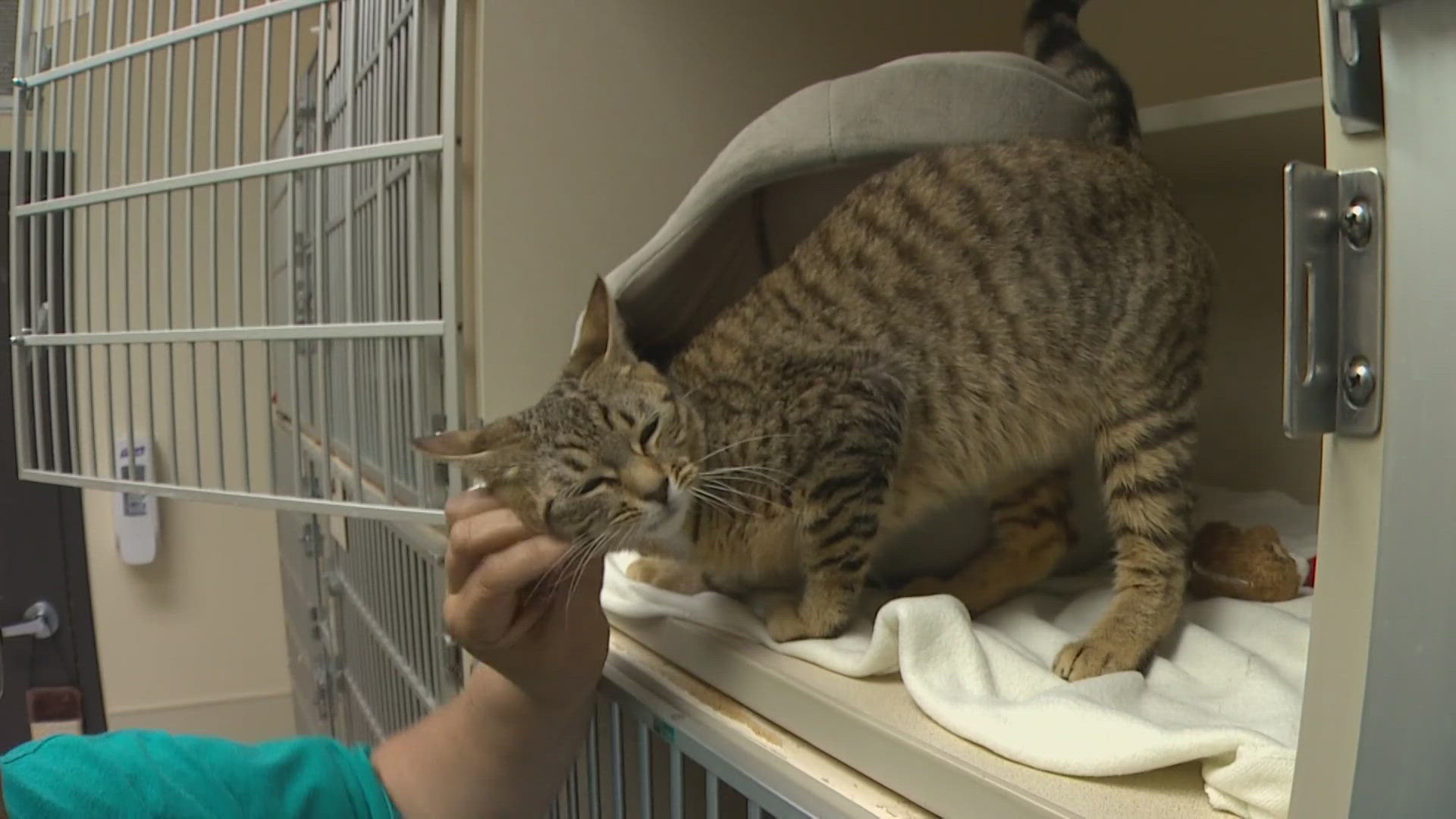 The Skagit Valley Humane Society is testing the new technology.