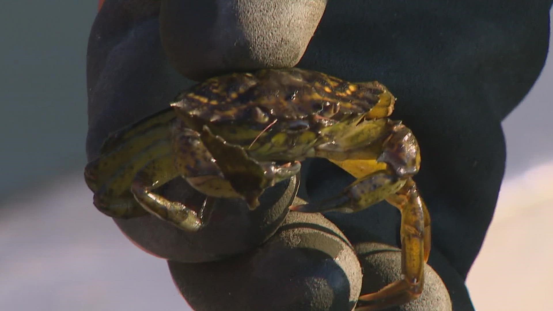 Washington's European green crab population has exploded in recent years.