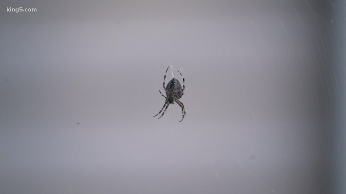 It's spider mating season: Why you're seeing spiders in your home now