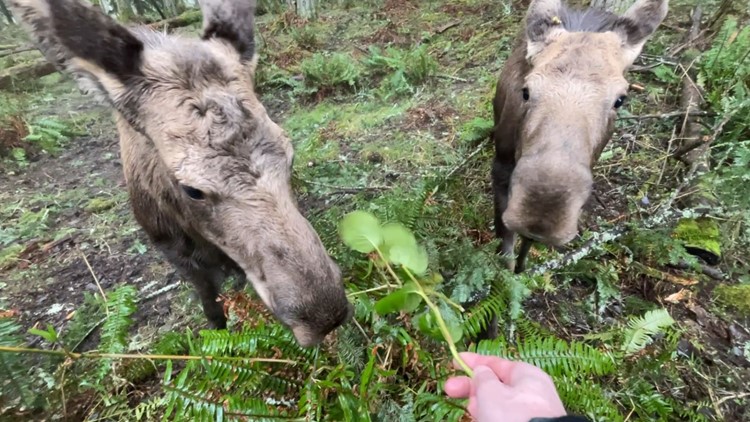 Three orphaned moose calves make their Northwest Trek public debut this weekend