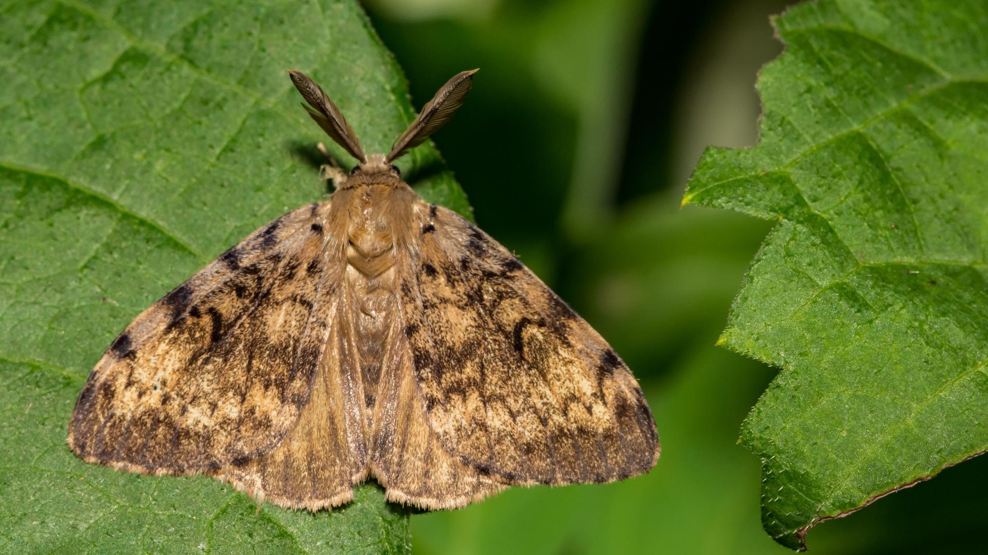 Spongy moths can defoliate an entire forest if the population is left unchecked.