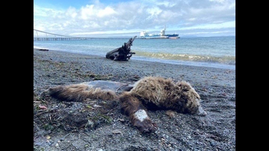 Grizzly bear  Washington Department of Fish & Wildlife