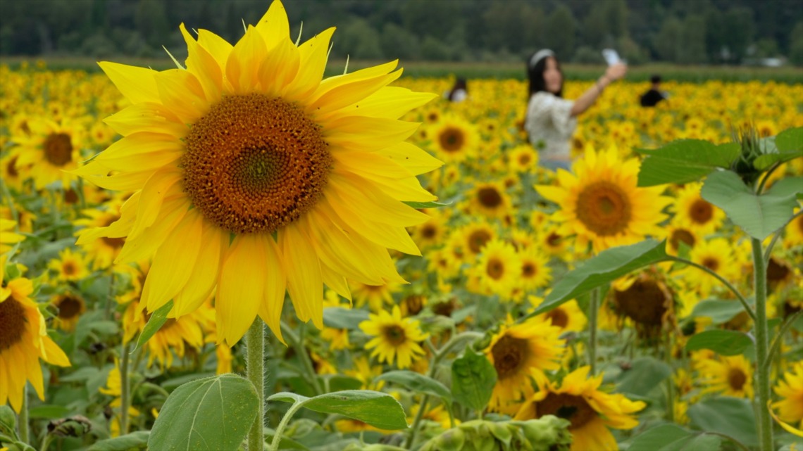 Lora Lee's Family Farm draws sunflower loving crowds | king5.com
