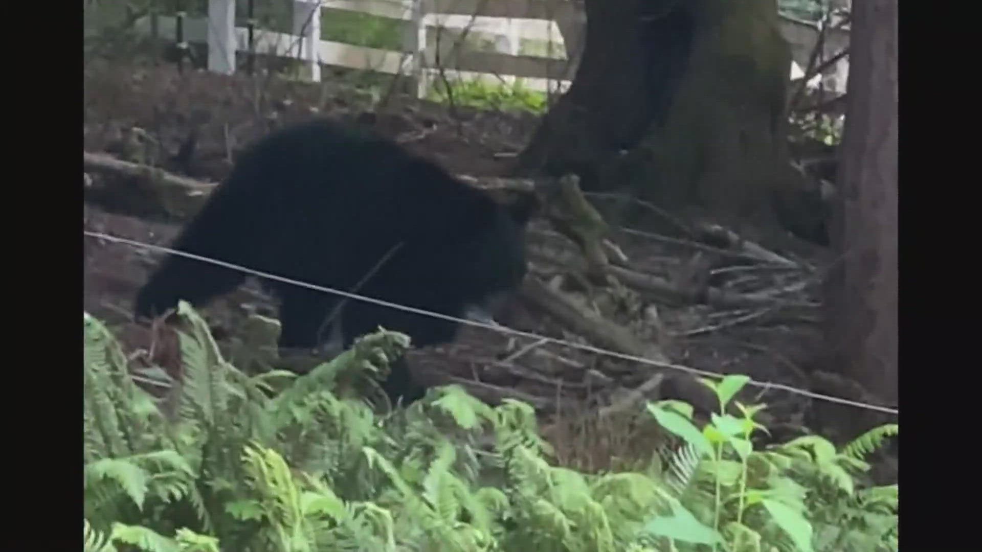 A black bear has attacked and eaten livestock animals and pets in the Bridle Trails area of Bellevue. The WDFW says bear calls have increased.