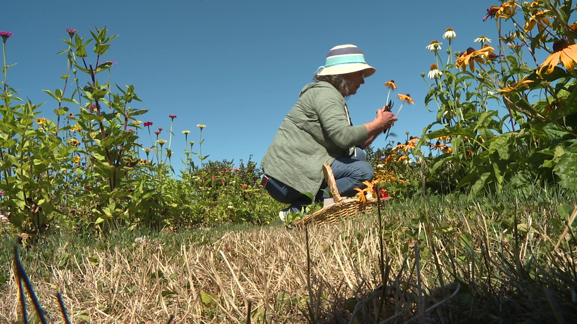 Wilderbee Farm has U-Pick blooms, makes mead, and welcomes visitors. #k5evening