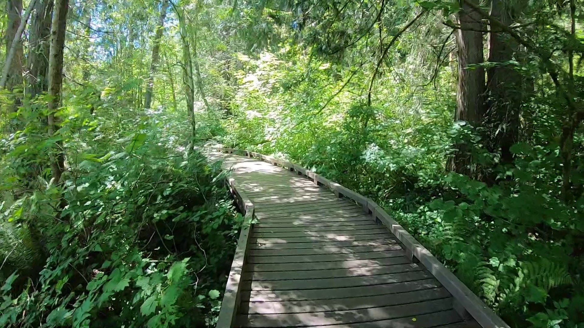 An elevated walk in Everett that gets visits from bears, coyotes and bobcats. #k5evening