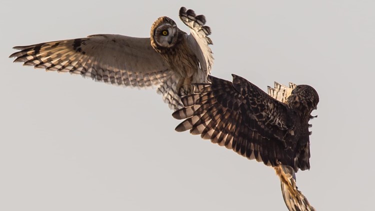Owl and hawk fight
