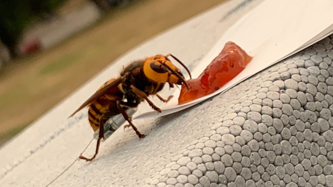 WSDA talks about how it traps and tracks northern giant hornets - Vimarsana News