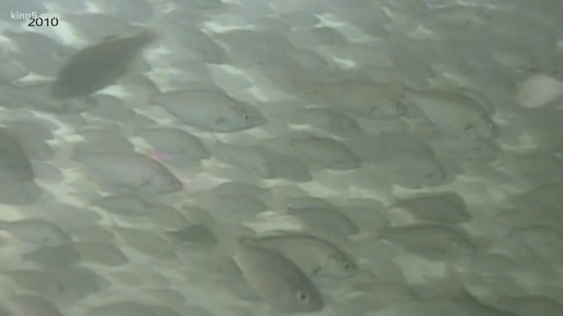 Underwater video shows changing sea life in Puget Sound | king5.com