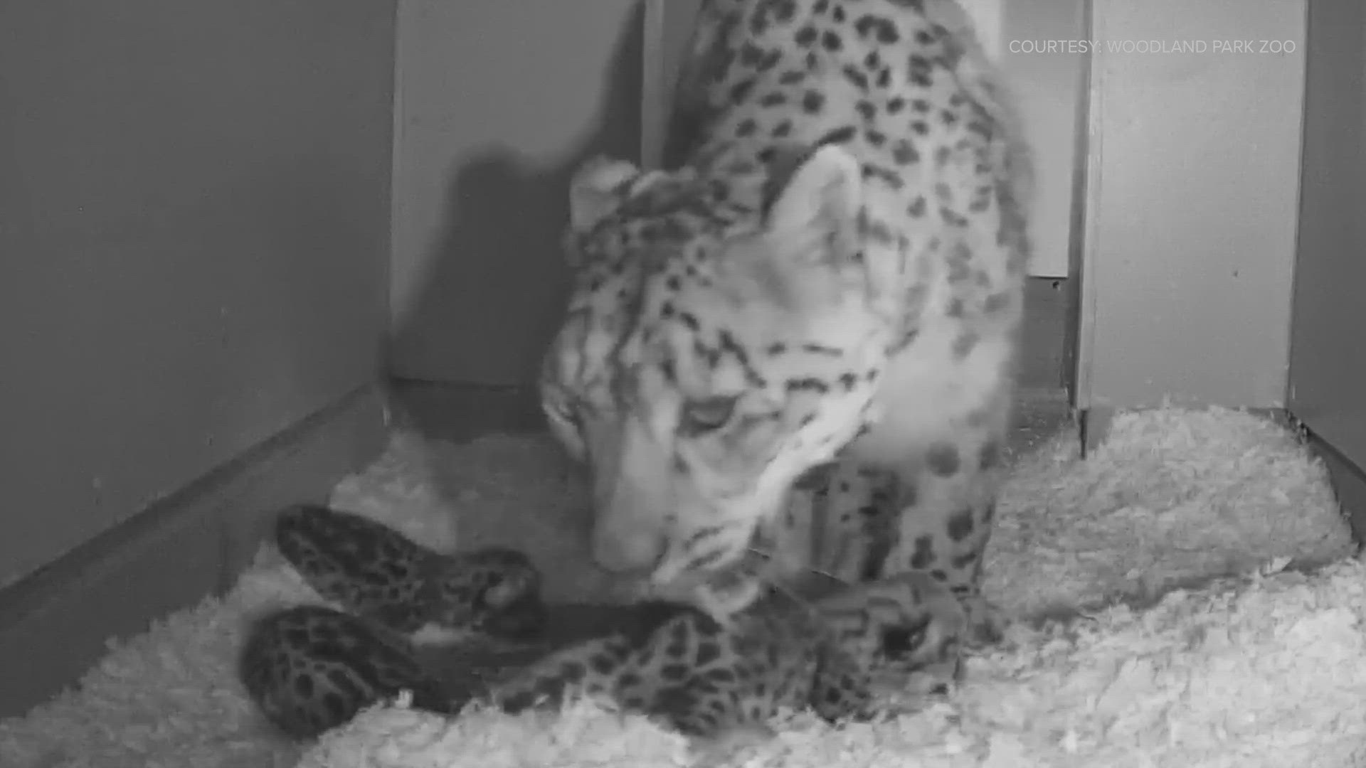 The three cubs were born on Memorial Day and are the first litter of cubs born as a result of the Snow Leopard Species Survival Plan.