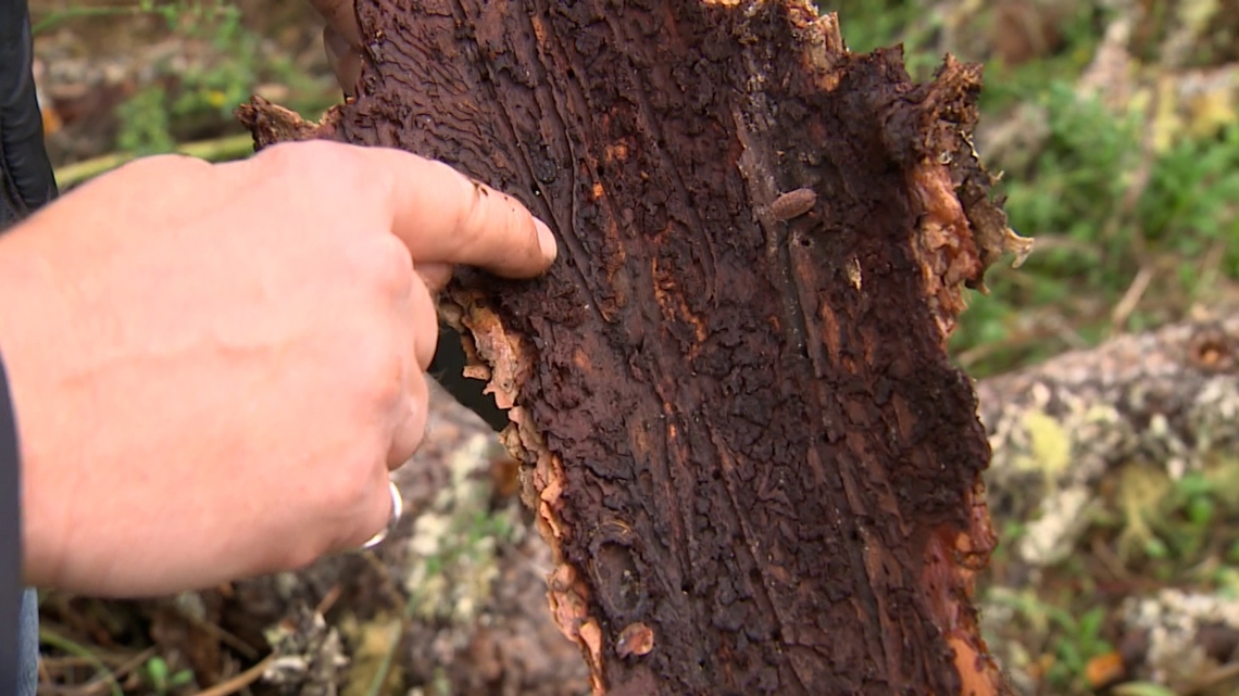 Tree-killing bark beetle found in Bothell | Seattle news | king5.com