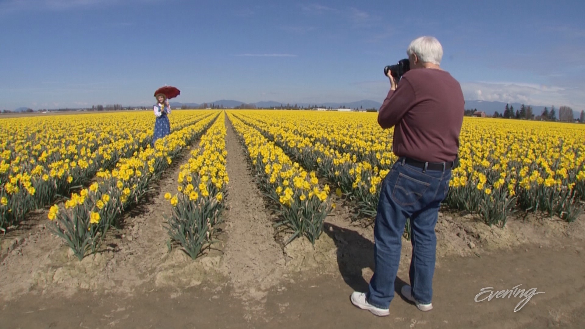 The La Conner Daffodil Festival is in full bloom