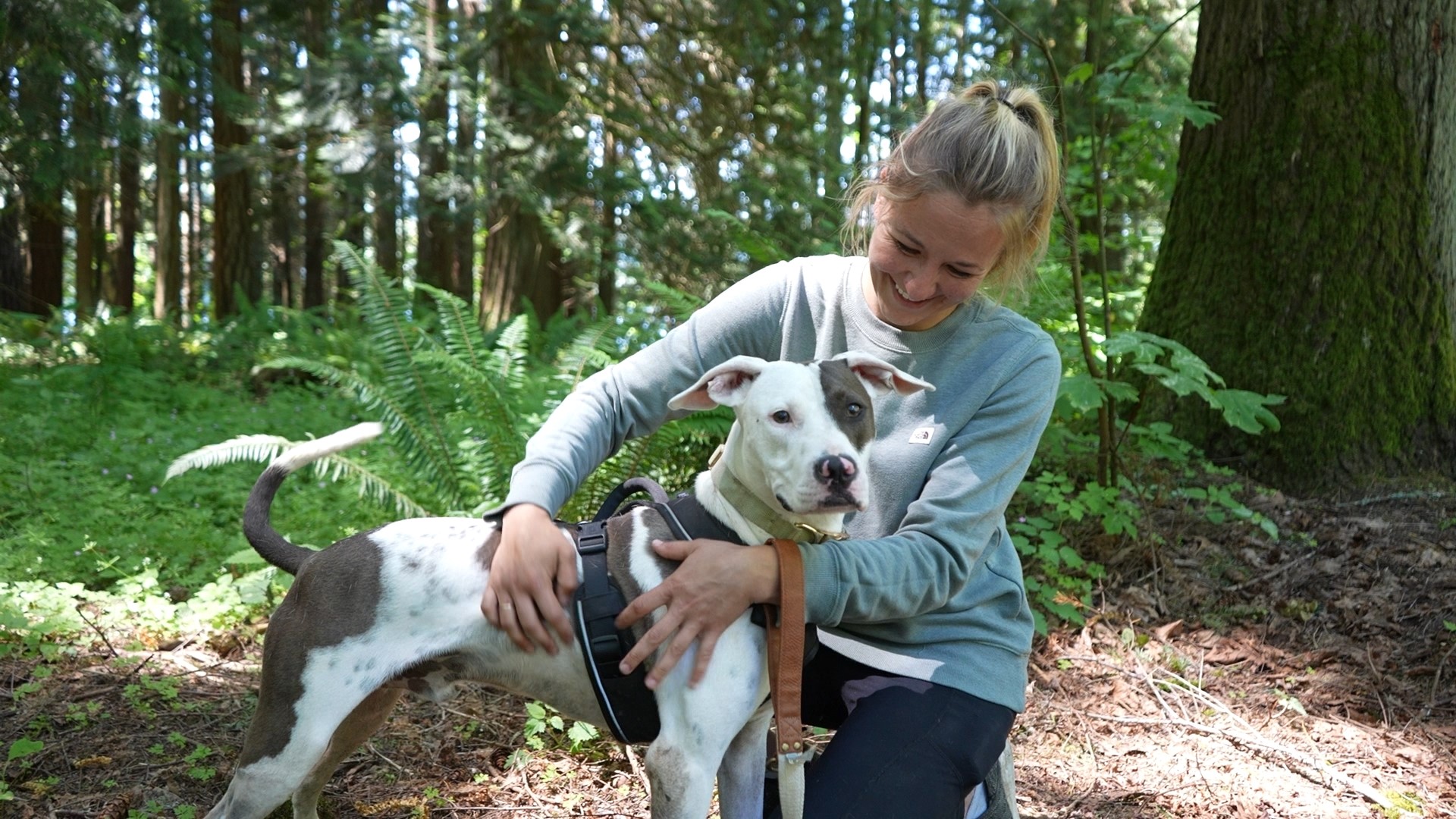 The Pittie Project PNW is looking for volunteers to join their Pittie Pack Hike.🐕 #newdaynw