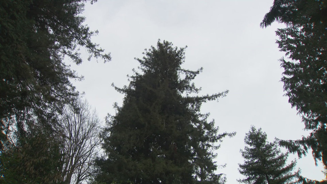 100-year-old redwood to come down as Seattle developer eyes new housing