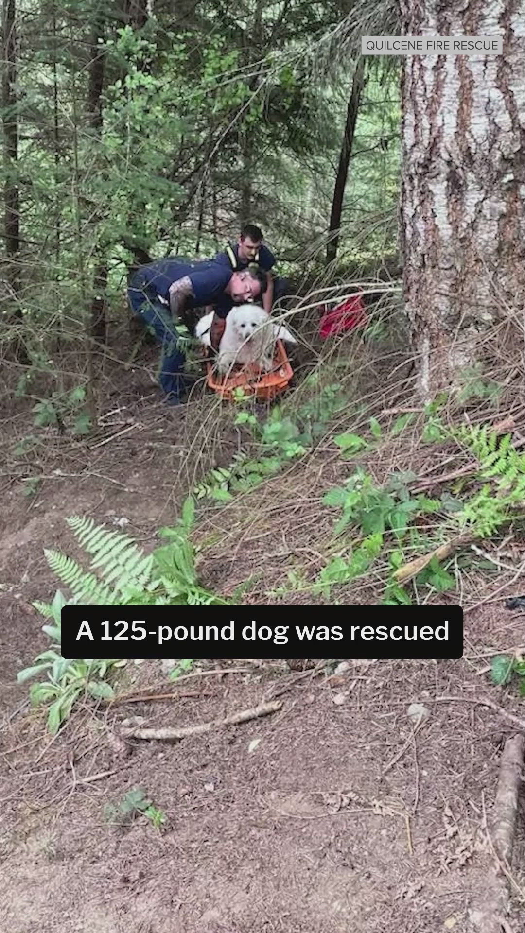 Dog rescued after falling down embankment | king5.com