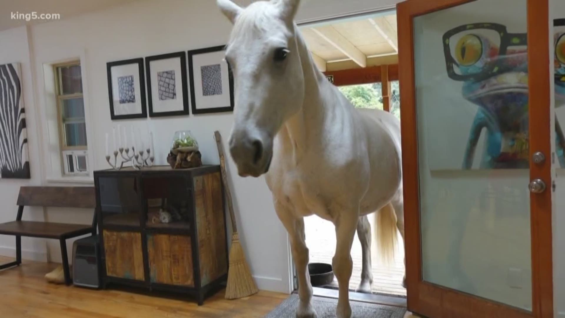 Charles and his pet horse, Amerigo, have developed a unique living situation. Now the "porch unicorn" is as much a member of the family as any other pet.
