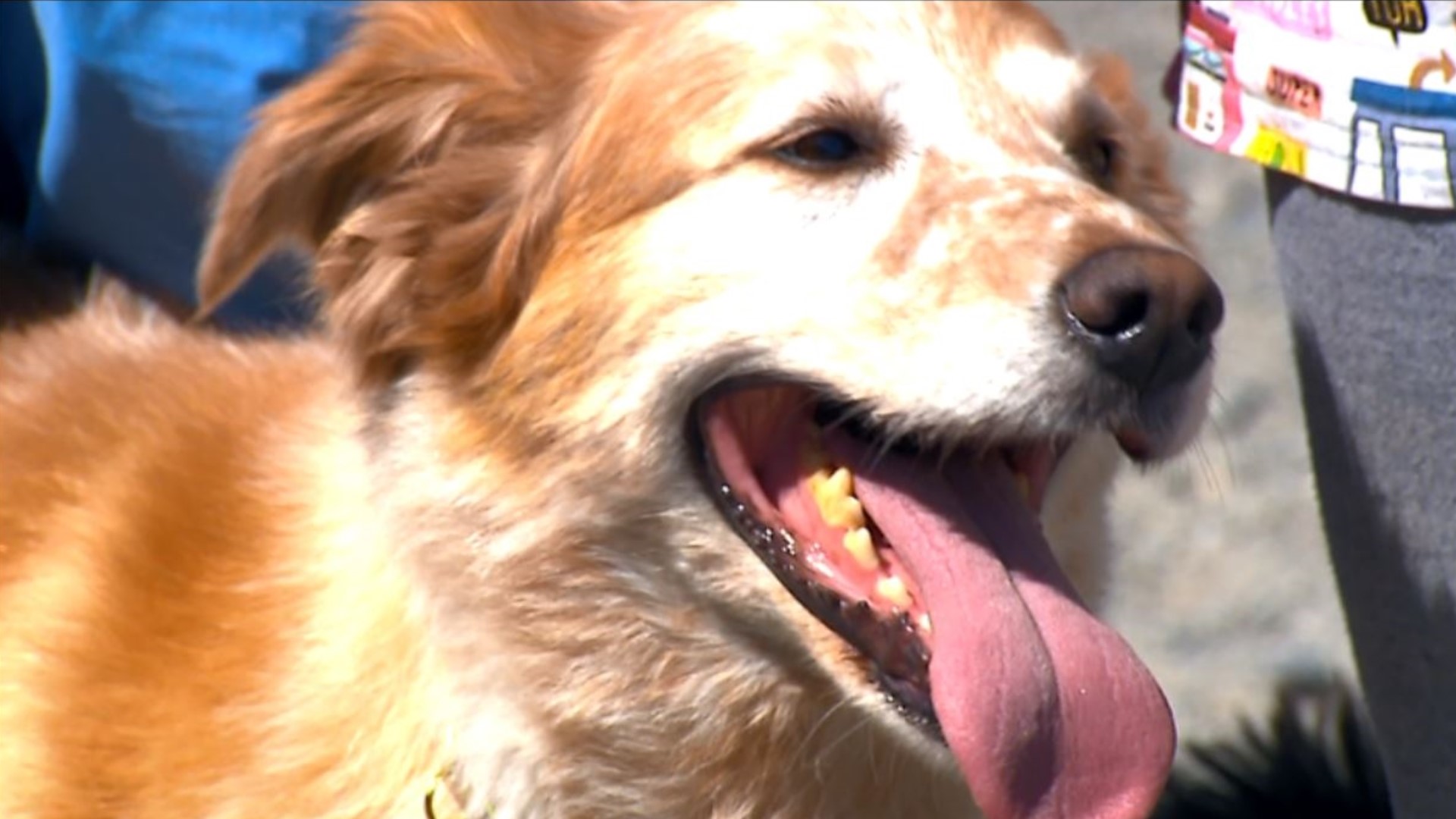 From walking to diving to drinking "beer," there are lots of options for fun with furry friends in the Puget Sound. #k5evening