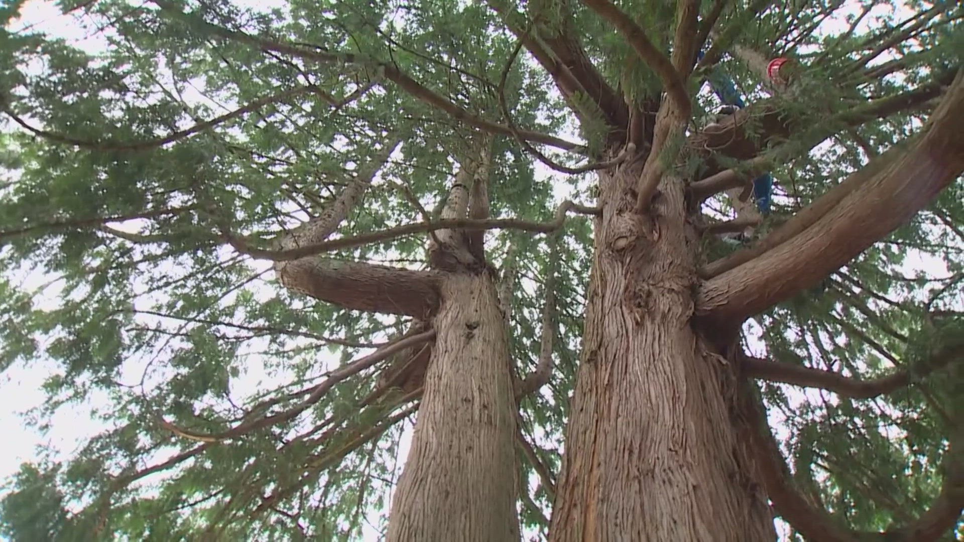 A western red cedar tree in Seattle’s Wedgwood neighborhood that was slated to be chopped down has been saved.