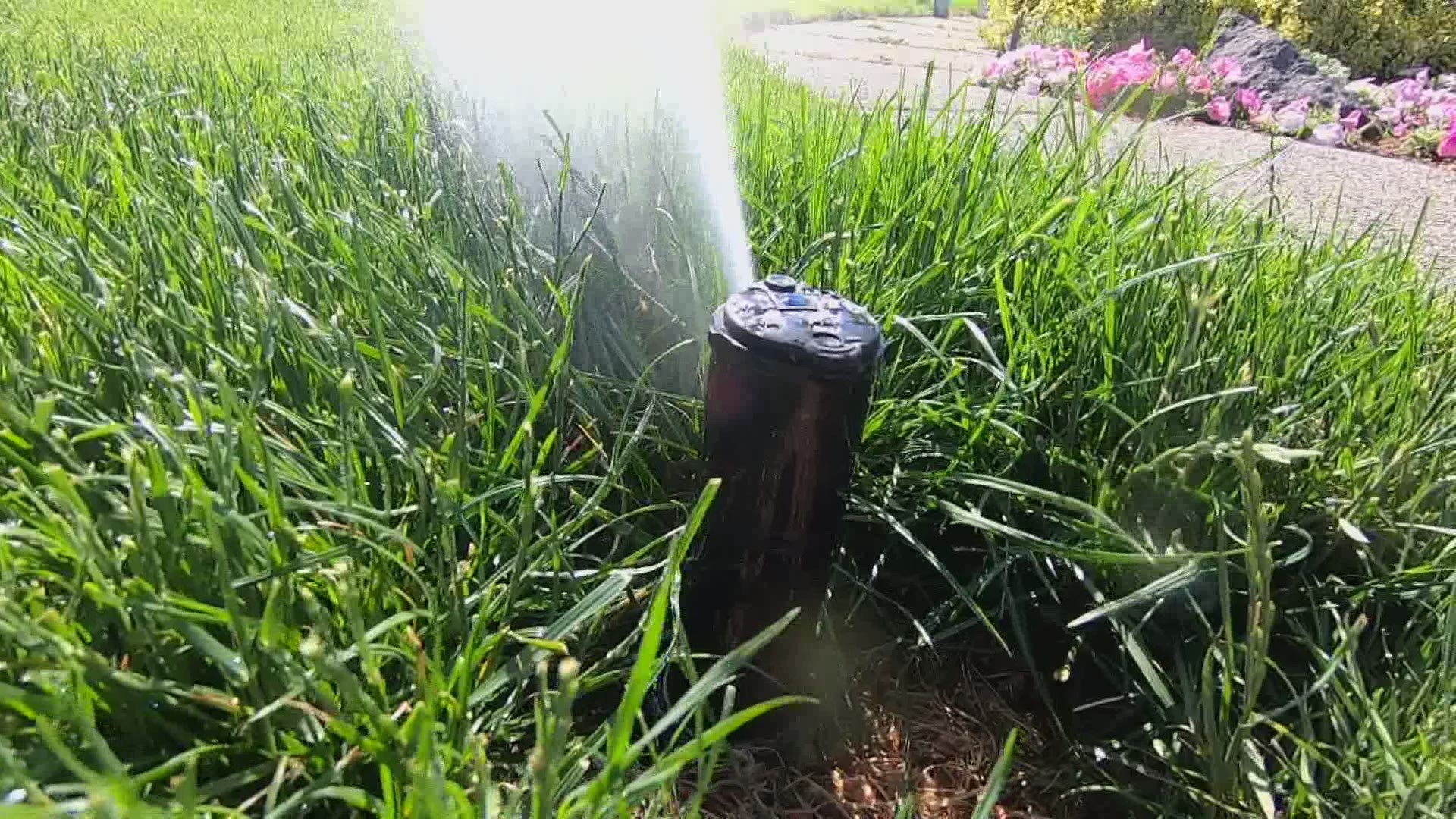 Gardening expert Ciscoe Morris recommends watering your lawn with 1 inch of water per week to keep it green throughout summer.