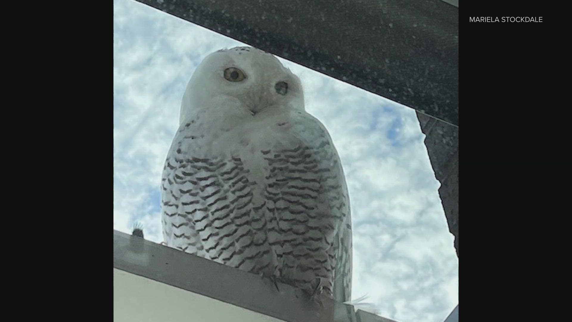 A snowy owl was spotted in the Highland area of Bellevue on Dec. 18, 2024.