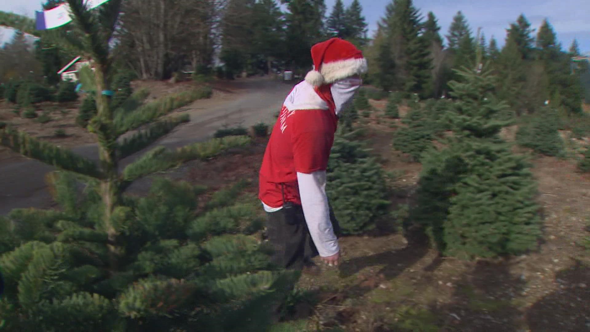 Last summer's heat wave is coming back to haunt us as Christmas tree shoppers discover how some farms were impacted.
