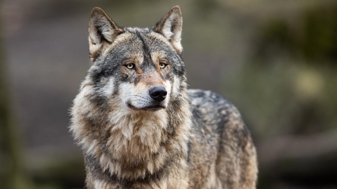 US Fish and Wildlife investigating a third illegal wolf killing in ...