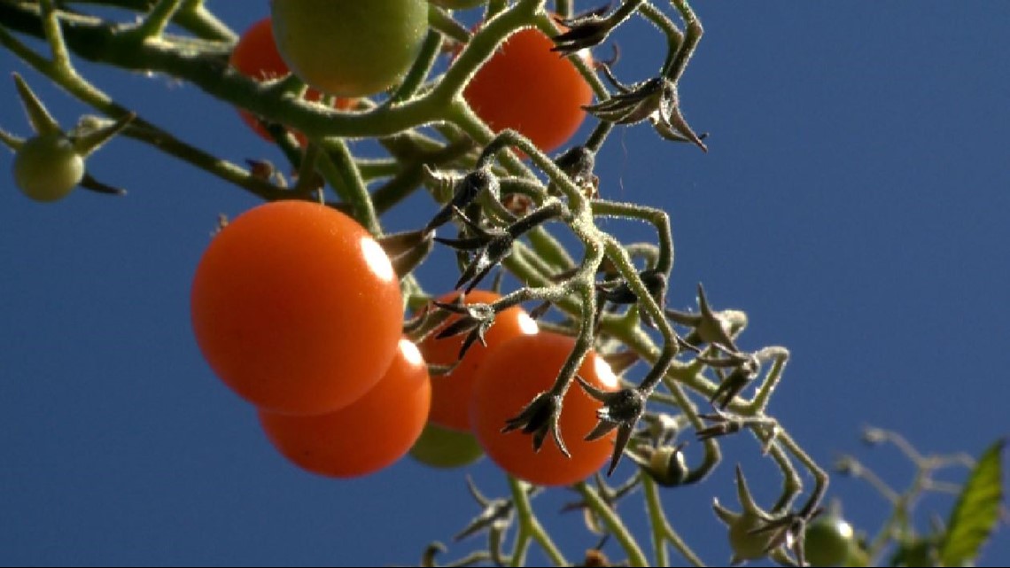 Tricks for ripening tomatoes on the vine