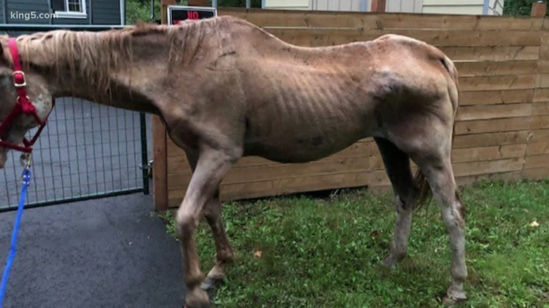 Emaciated horse dies as King County officials search for its owners |  