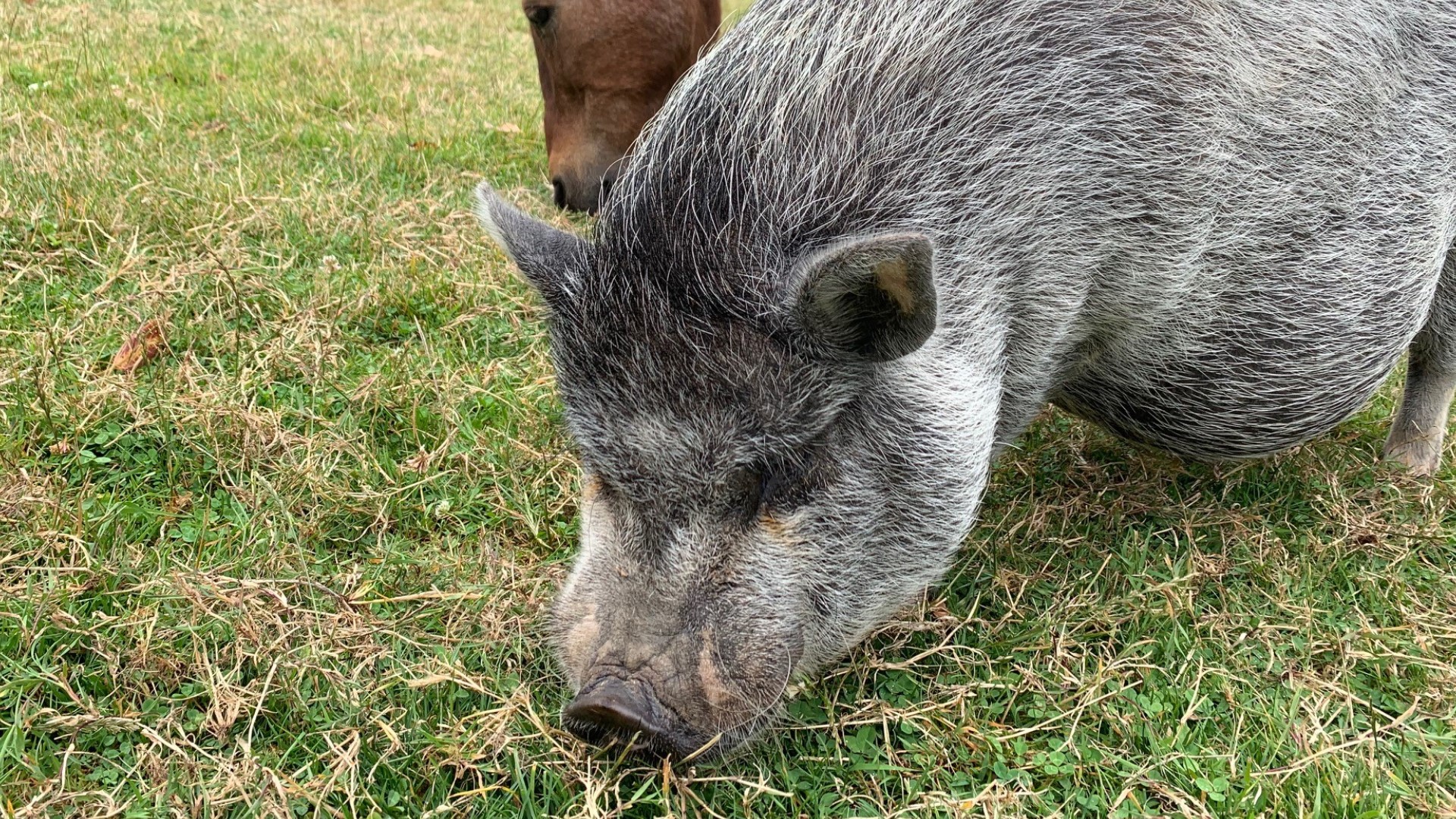 This Orcas Island inn lets you hang out with adorable farm animals |  