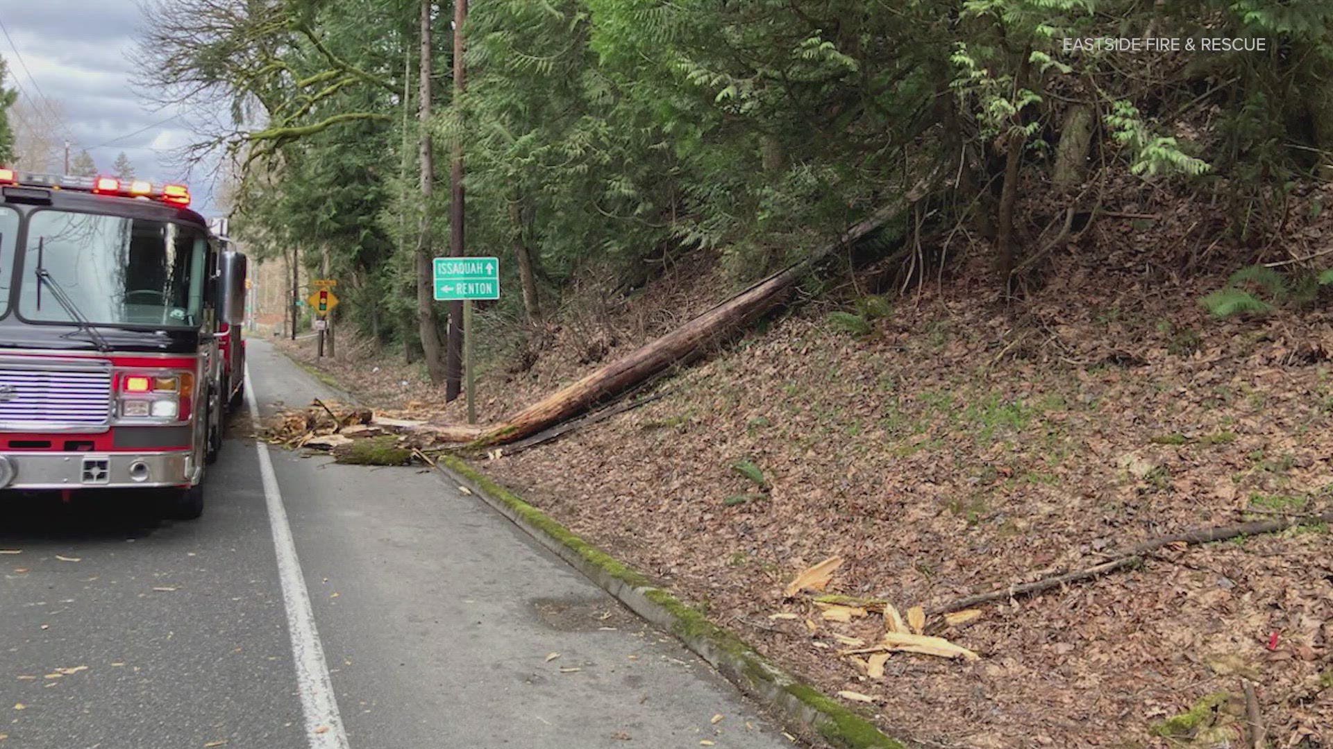 The King County Sheriff's Office said wind caused the large tree to fall on Saturday morning.